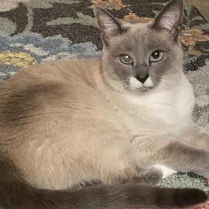 Lost Cat Ivory