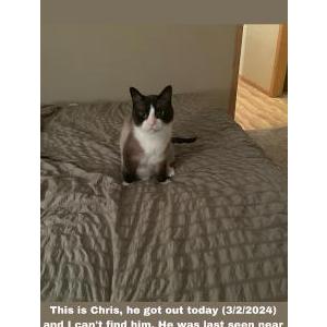 Lost Cat Chris