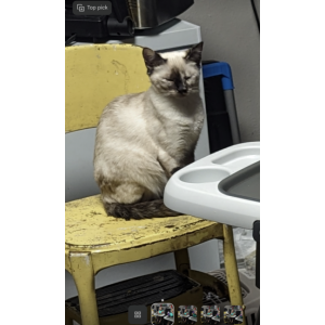 Image of Ana, Lost Cat