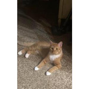 Lost Cat Lucy