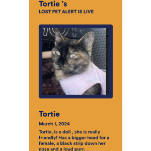 Image of Tortie, Lost Cat