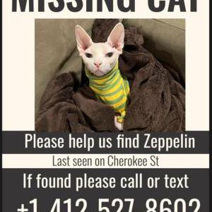 Lost Cat Zeppelin