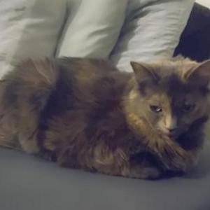 Image of Mietz, Lost Cat