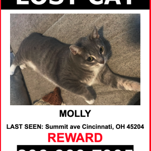 Lost Cat MOLLY