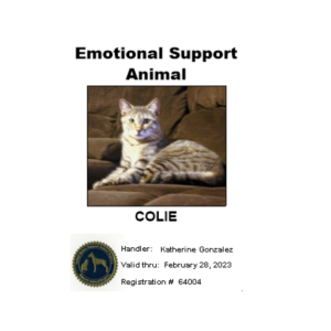 Image of Colee, Lost Cat