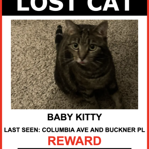 Lost Cat Baby Kitty