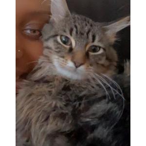 Lost Cat Zues Howard