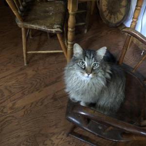 Image of Griffin, Lost Cat