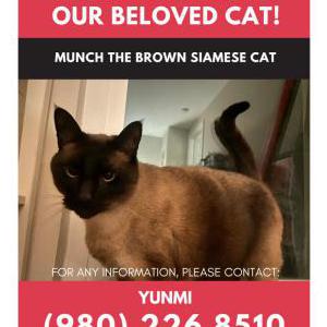 Image of Munch, Lost Cat