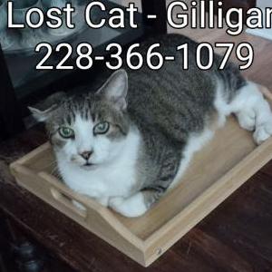 Image of Gilligan, Lost Cat