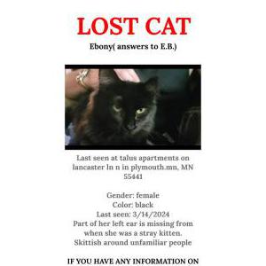 Image of Ebony (E.B.), Lost Cat