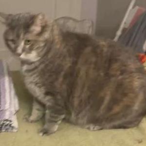 Image of Amy Lou, Lost Cat