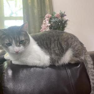 Image of Manna, Lost Cat
