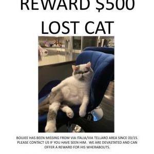 Image of Boujee, Lost Cat