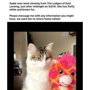 Lost Cat Sadie Rose