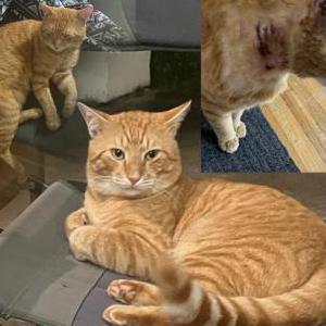 Image of Simba/Miñi, Lost Cat