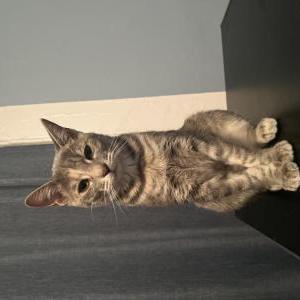 Image of Miya, Lost Cat