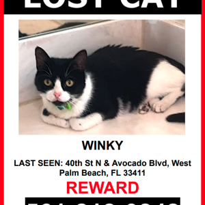 Lost Cat Winky