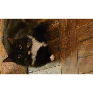 Image of Pascha, Lost Cat