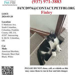 Image of Finley Maxwell, Lost Cat