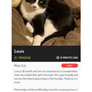 Image of Louis, Lost Cat