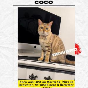 Image of Coco, Lost Cat