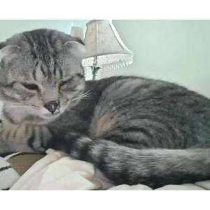 Image of Quincey, Lost Cat