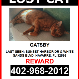Lost Cat Gatsby