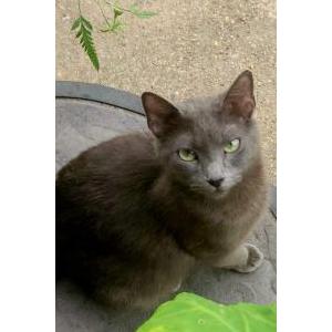 Image of Shadow  (itty-bitty), Lost Cat