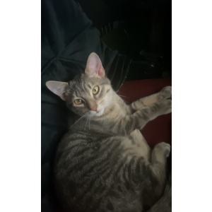 Image of Zeko, Lost Cat