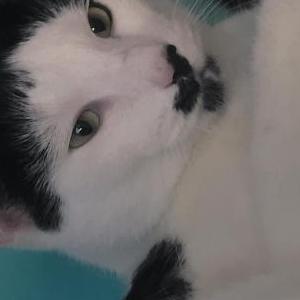 Image of Moo Moo, Lost Cat