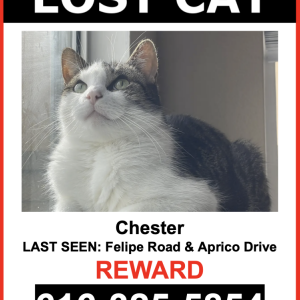 Image of Chester, Lost Cat