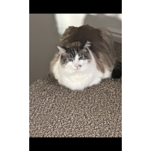 Image of Livy, Lost Cat