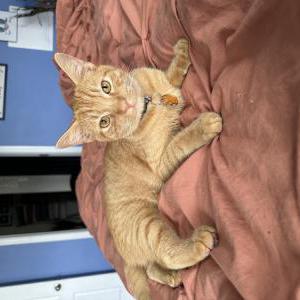 Image of Hashbrown, Lost Cat