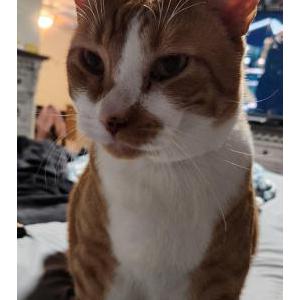 Lost Cat Fred/Frederick