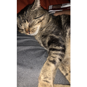 Image of Biscuit, Lost Cat
