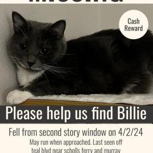Image of Billie, Lost Cat