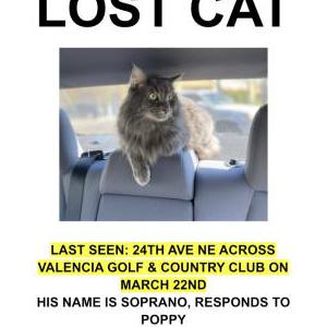 Image of Soprano, Lost Cat
