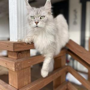 Image of Keira, Lost Cat