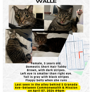 Image of Walle, Lost Cat