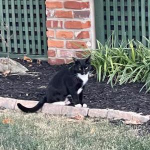 Lost Cat Whippersnapper