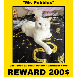 Lost Cat Mr. Pebbles
