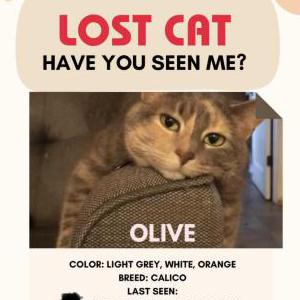 Lost Cat Olive