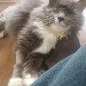 Image of Taylor, Lost Cat