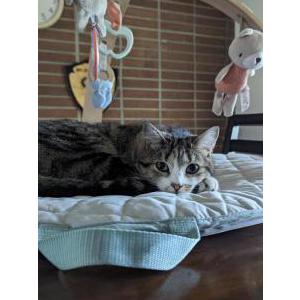 Image of Ahsoka Tano, Lost Cat