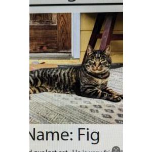 Image of Fig, Lost Cat
