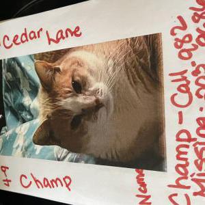 Image of Champ, Lost Cat