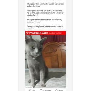 Image of Girl, Lost Cat