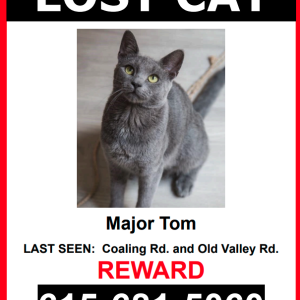 Image of Major Tom, Lost Cat