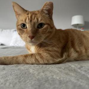 Image of Julio, Lost Cat